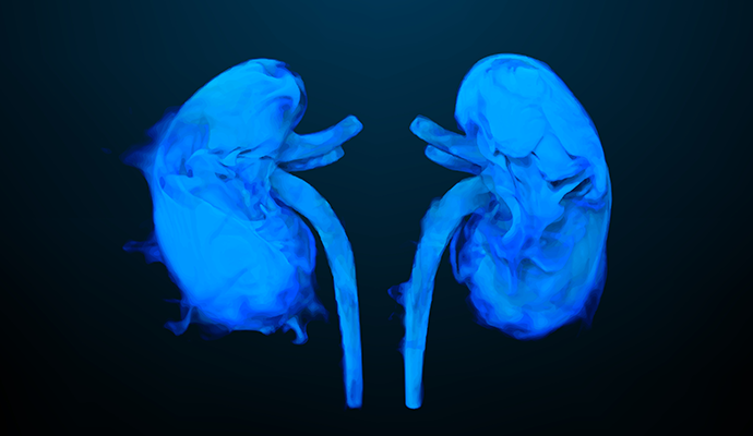 Two kidneys on a dark blue background